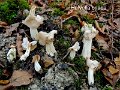 Helvella crispa-amf890